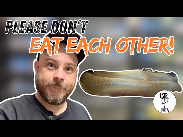 Pairing These Snakes Make Me Nervous!