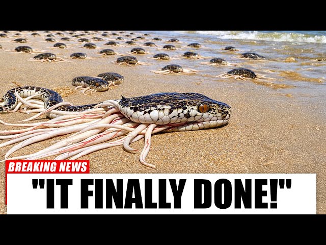 Everyone Laughed At Florida For Releasing THOUSANDS Of Snake-Killing Creatures, Truth Will STUN You