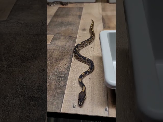 Cute ball python just wants to cuddle. #shorts #ballpython #snake #animal