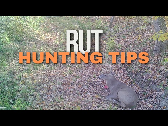 Whitetail Rut Hunting Tips | Buck Behavior, Pinch Points & All-Day Sits