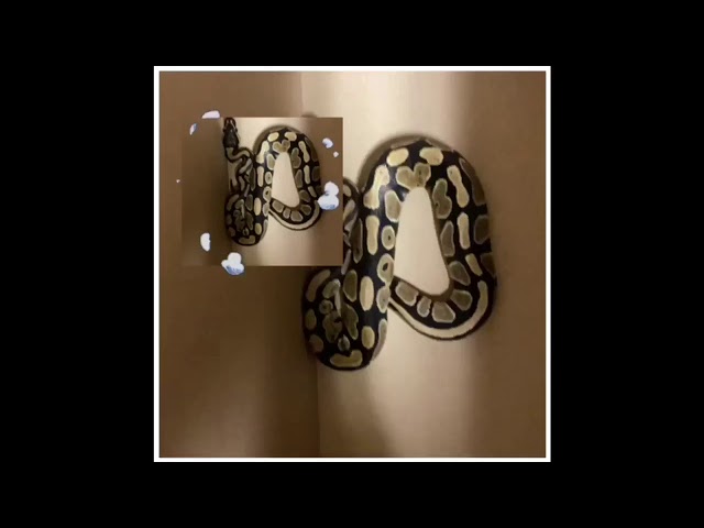 Weighing my normal ball python! 🤔🐍