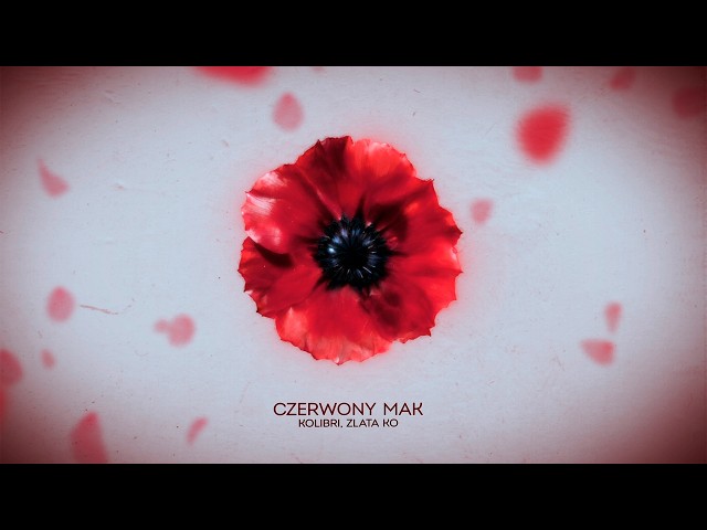 Kolibri, Zlata Ko - Сzerwony mak (new 🎧 2026)