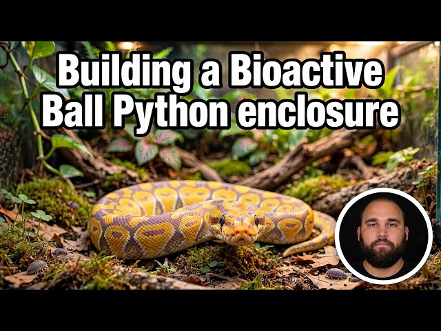 Building a Bioactive Ball Python Enclosure