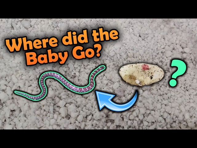 Our Milksnakes Hatched!! Then escaped...