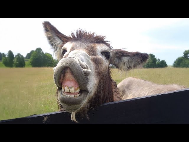 I Dared You to Watch this Without Laughing with these Donkeys 🤣 Funniest Animal Videos