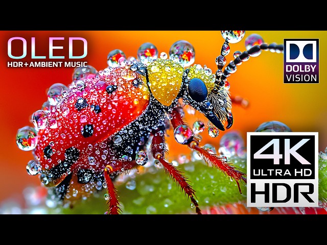 BEST HDR Display Test 240fps | Macro OLED 4K Video (8K Video ULTRA HD TV)