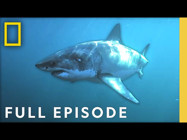 Why Are American Beaches Suddenly Crawling With Sharks? (Full Episode) | National Geographic