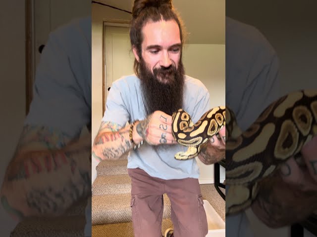 Ball Python *UNBOXING* Part 1 #ballpython #ballpythonbreeder #ballpythonmorph #reptiles #snake 