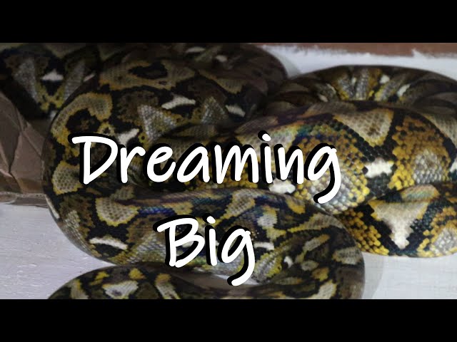 Dreaming Big With Reticulated Pythons