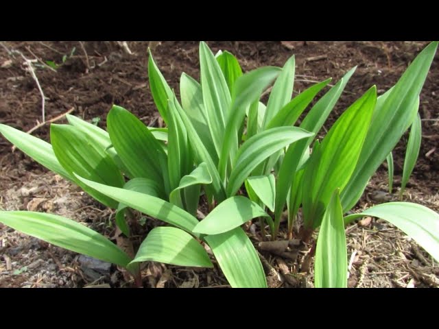 Growing Ramps