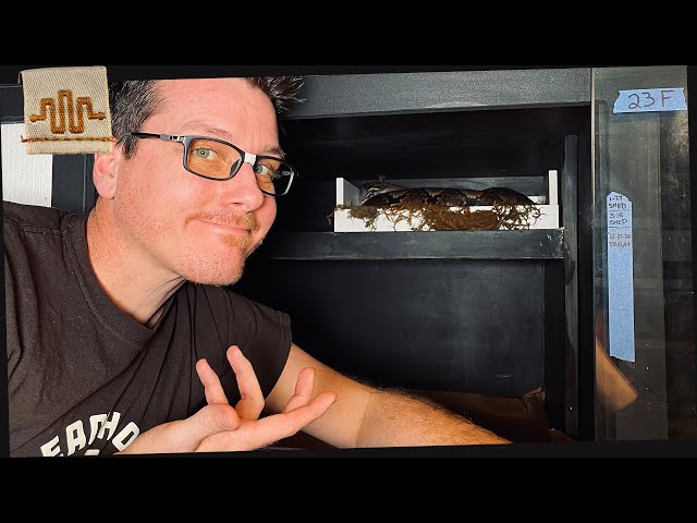 LIVE - How Do YOU Keep a Retic