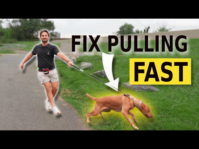 Stop Pulling On A Leash NOW!