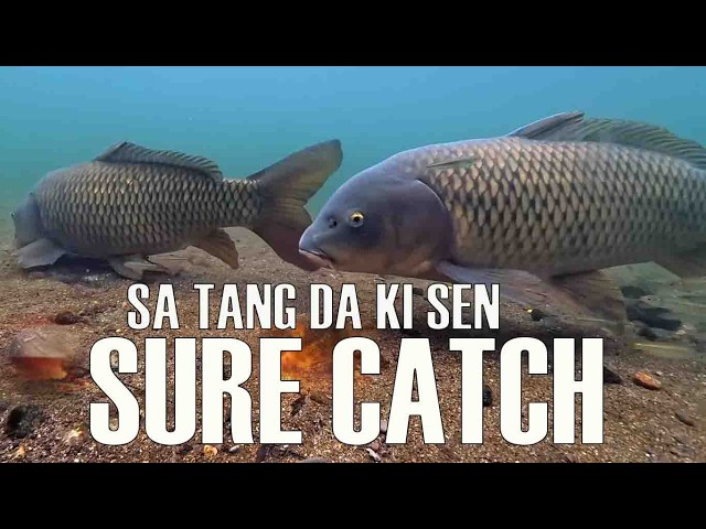 sa tang ki sure catch sen ba dang don jingkyrmen//@Lyndonisone