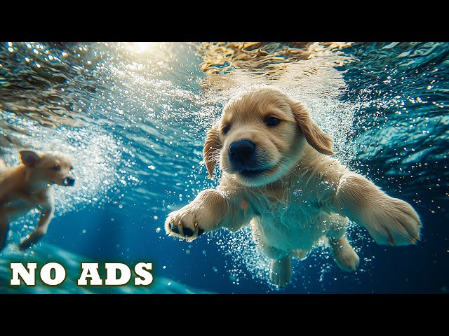12 Hours of Dog TV for Dogs to Watch🐶🐕‍🦺Anti Separation Anxiety Music❤️Dog Healing Music🎵No Ads