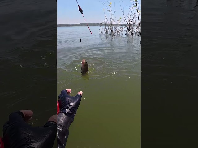 What kind of fish is this