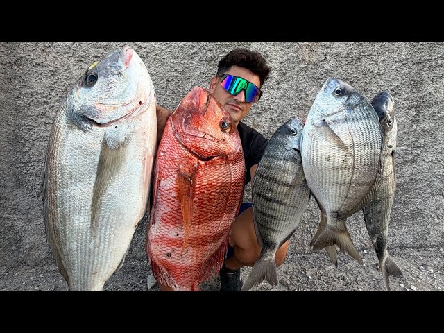 PESCA de DORADAS, SARGOS, MOJARRAS y URTAS a SURFCASTING | JUCO