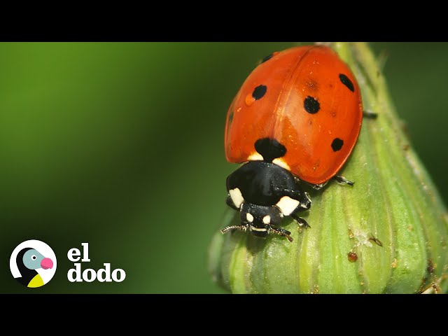 El maravilloso ciclo de vida de una mariquita | El Dodo