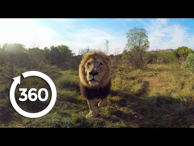 Lion Whisperer | Racing Extinction (360 Video)