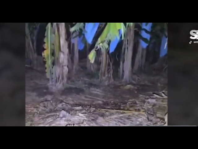 Viral video of an alleged "Pombero" in a banana plantation sparks debate on social media