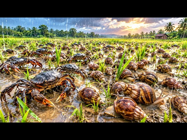 After Rain Bug Hunting | Swarm of Land Crabs & Giant African Land Snails in Rice Field! 🦀🐌🌧️