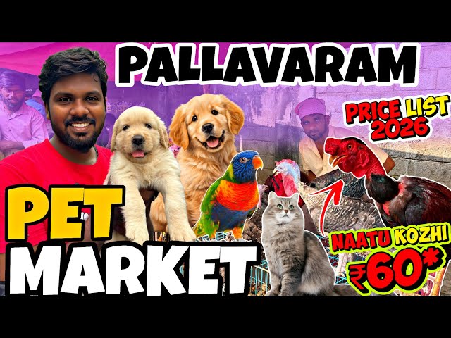 Pallavaram Friday Pet Market Vera Level Price! Chicken 100Rs |🔥 Cat, Dog lam Low Price 😱#petlovers 