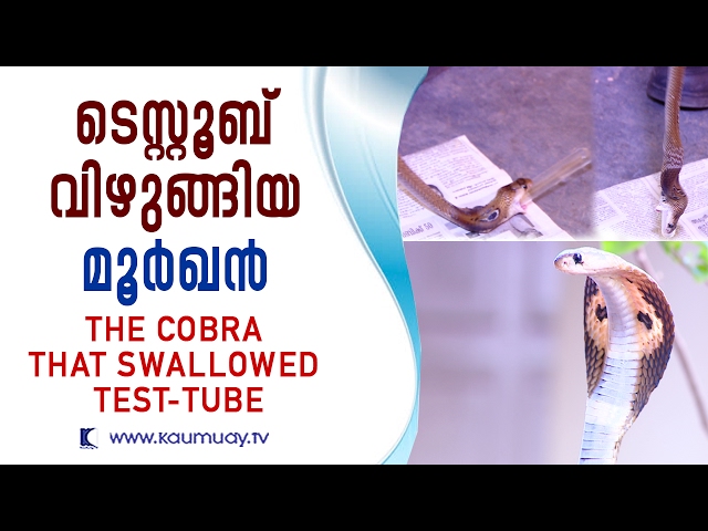 The Cobra that swallowed test-tube | Snake Master | Kaumudy TV