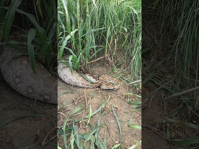 The Indian rock python is called 'Bharatiya Ajgar' in Hindi. 🐍 #snake #rescue #python #forest