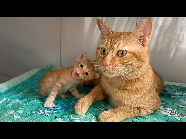 Dramatic Cats Being Moms For The First Time 🤣