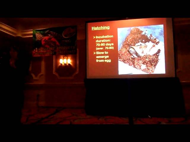 Notes on Captive Care and Reproduction of C. galbinifrons, update 2014