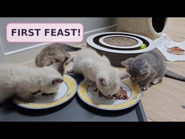 Four Tiny Kittens Discover Their First Feast with Mama Gumus