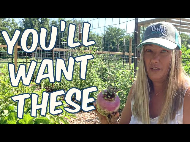 Turnips- Why EVERYONE Should Grow Them AND How To Cook Turnips
