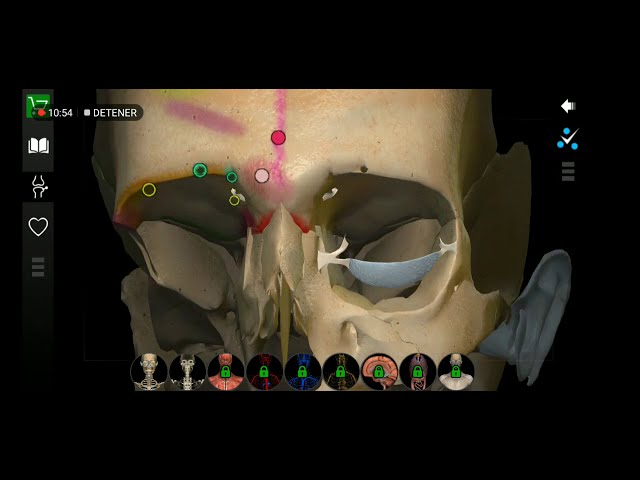 3D Hueso frontal y senos frontales.