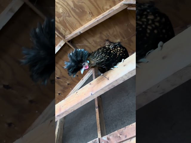 Nora gets to see Paul’s bad behavior while feeding the chickens. #chicken #homestead #egg #hen 