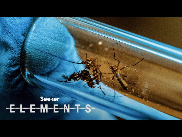 Why Is Florida Releasing 750 Million GMO Mosquitoes?