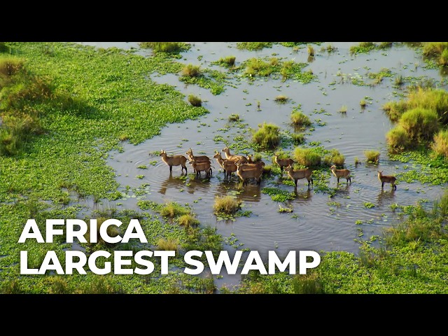 Wild Waters : The Nile's Greatest Wilderness