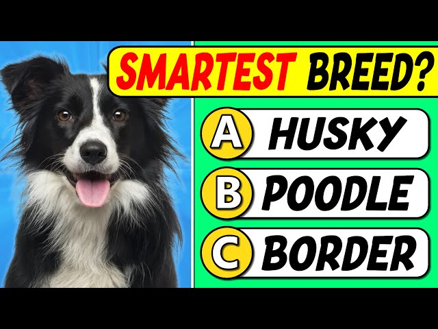 Are You a Dog Expert? | 40 Question Quiz for TRUE Dog Lovers 🐶🧠