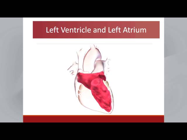 Recommendations for Cardiac Chamber Quantification by Echocardiography in Adults