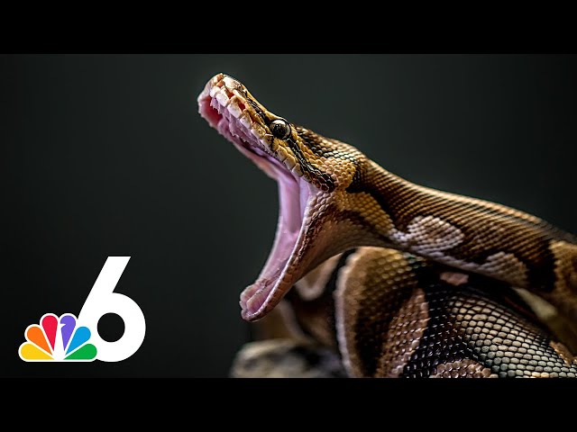 Why are Burmese pythons such a danger to Florida's ecosystem? Wildlife expert explains