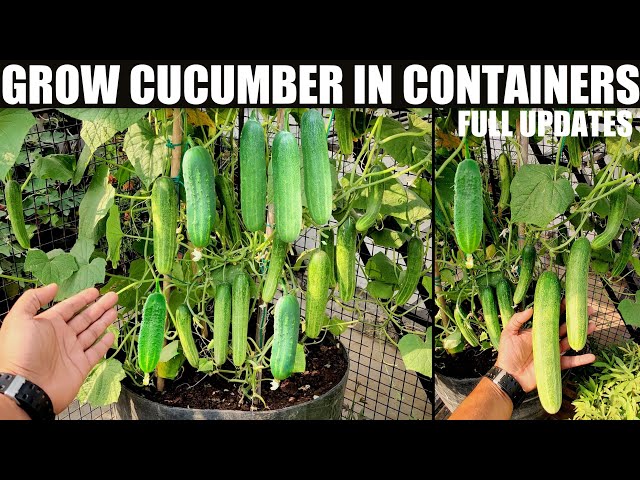 How to Grow Cucumbers to Produce a Lot of Fruit in Pots | FULL INFORMATION