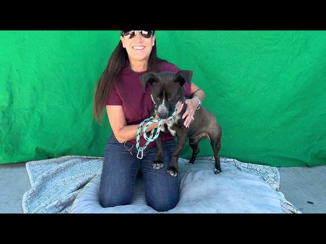 RESCUED!  LONDON   A5508008 Dachshund mix