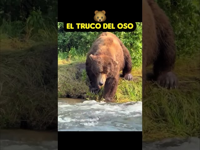 You won't believe how bears catch salmon! 🐻😱 #Bears #Nature #WildAnimals
