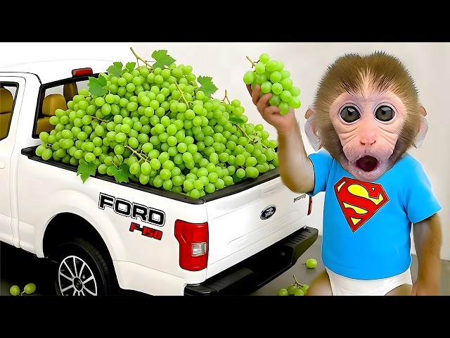 Bebé mono NaNa conduce un excavador JCB, cosecha uvas y atrapa a un ladrón astuto en su granja!
