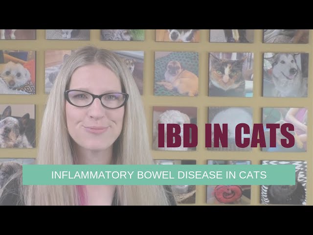 Inflammatory Bowel Disease in Cats | Ask Dr. Angie
