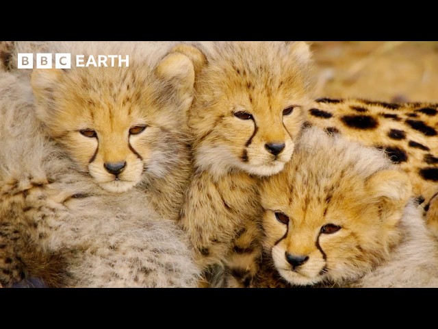 Nature's Stealthiest Hunters | BBC Earth | BBC Studios