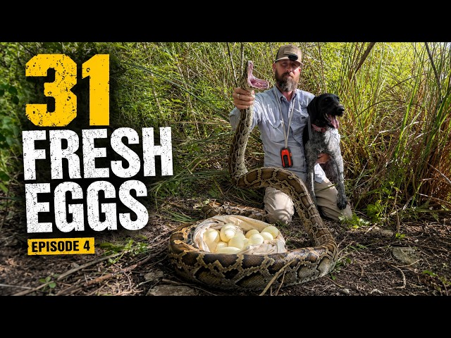 We Found a Python Guarding 31 Fresh Eggs | Saving the Glades Ep. 4