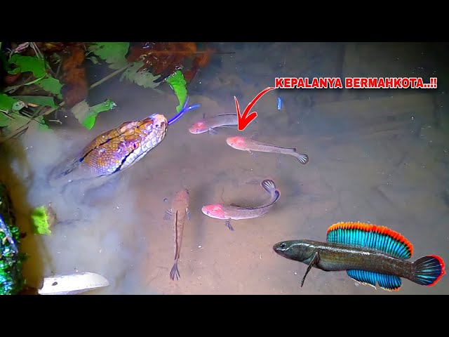VARIOUS STRANGE CHANNA LIMBATA ARE IN THIS PLACE..!! || Fishing for Channa Limbata in a Haunted P...