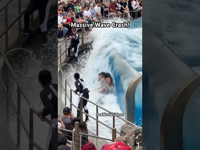 Massive Orca Whale Wave Crash on Guests! 🐳 #seaworld #funny #orca #killerwhale #orcaencounter