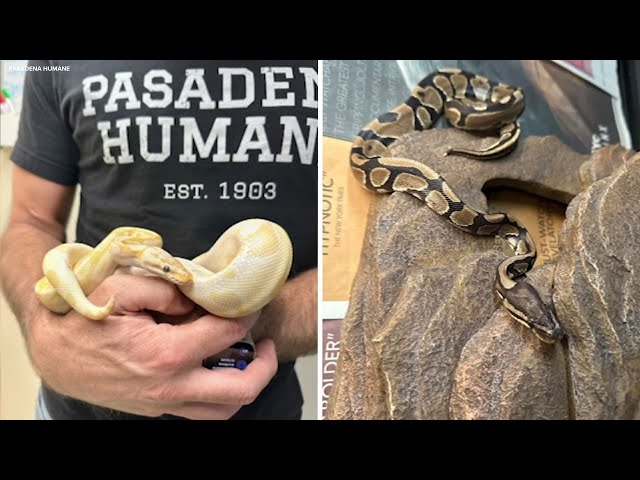 2 pythons found abandoned off 210 Fwy in Monrovia