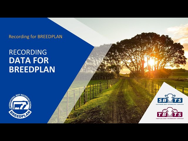 Recording Data for BREEDPLAN