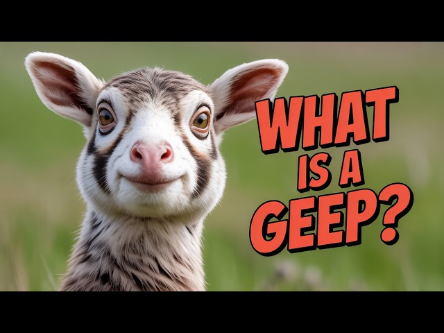 Wild Fact | WHAT IS A GEEP?? | Wildlife Documentary